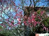 梅の花